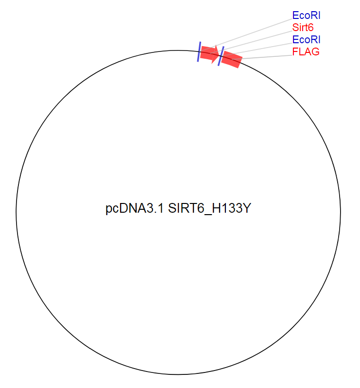 pcDNA3.1 SIRT6_H133Y质粒图谱